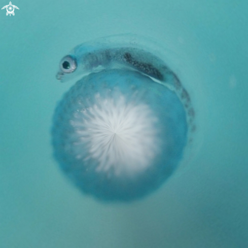 A Whip Coral Goby