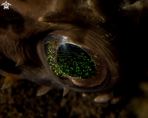 A Porcupine fish 