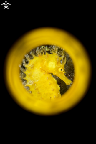 A Yellow Submarine