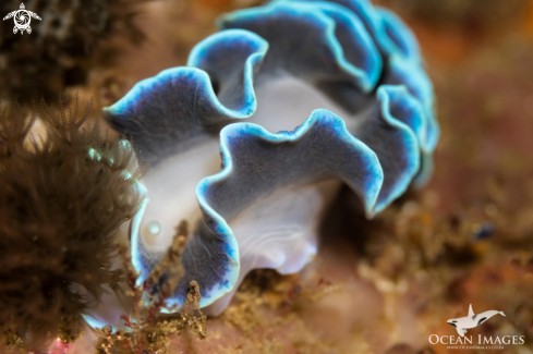 A Frilled Nudibranch