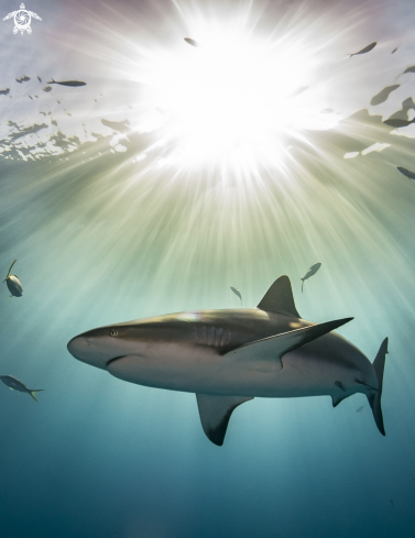 A Caribbean Reef Shark