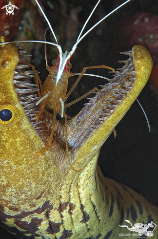 A Enchelycore anatina and Lysmata amboinensis | Lady scarlet and moray toothbrush