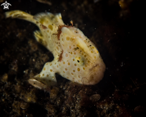 A Painted frogfish