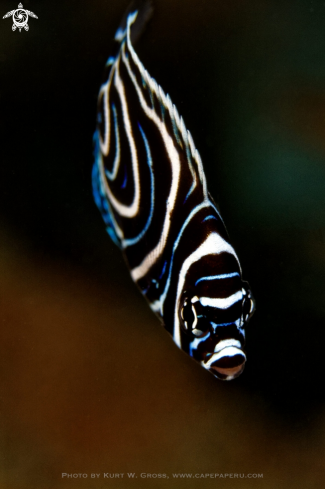 A Emperor Angelfish