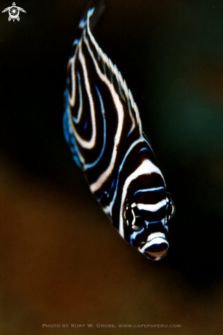 A Pomacanthus imperator | Emperor Angelfish