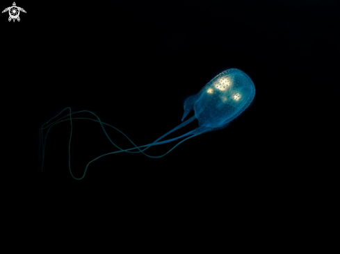 A Morbakka virulenta | Box Jellyfish