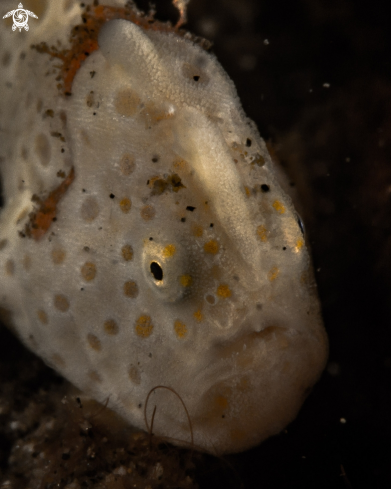 A Antennarius pictus | Painted frogfish