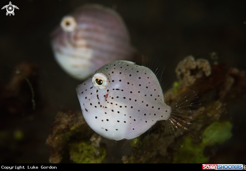 A Mating Filefish