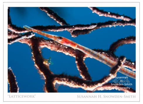 A Juvenile Trumpetfish