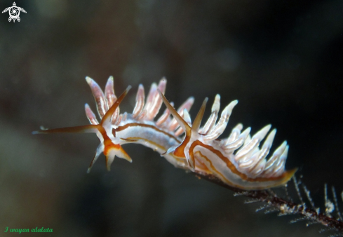 A Eubranchus sp