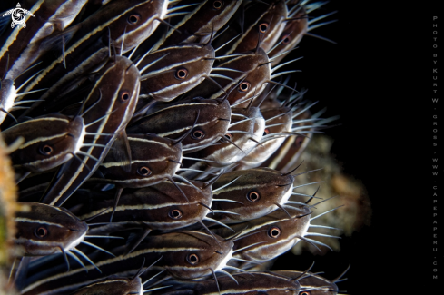 A Plotosus lineatus | Cat Fish