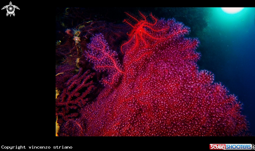 A Crinoide on Red Gorgon