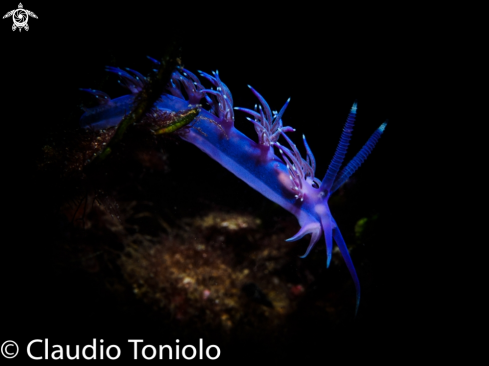 A Flabellina Affinis