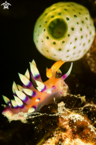 A Nudibranch