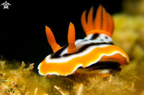 A Nudibranch