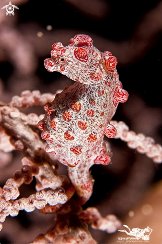 A Caballito pigmeo  Pygmy Sea Horse