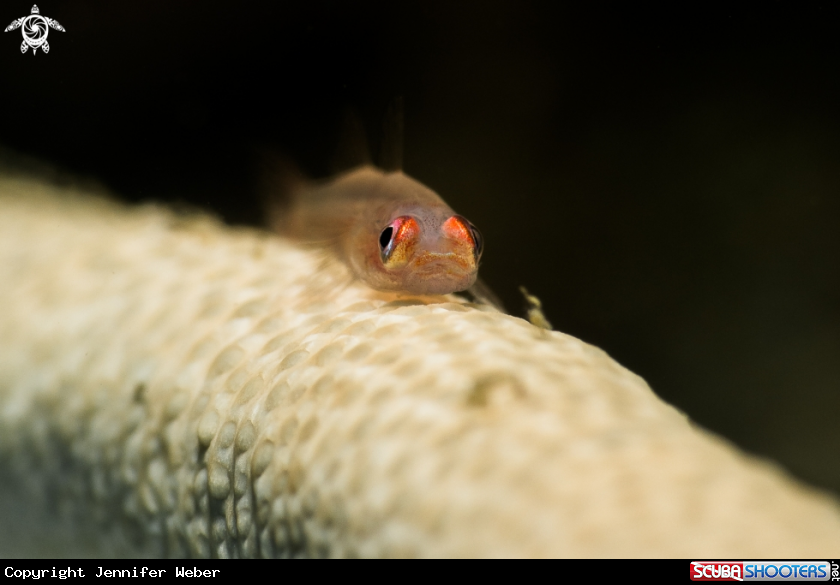 A Goby on a whip