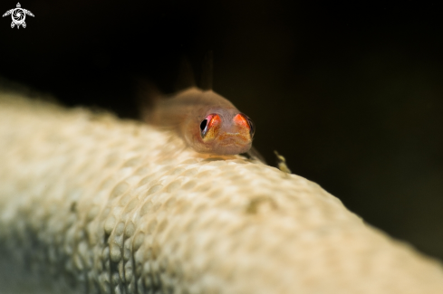 A Goby on a whip