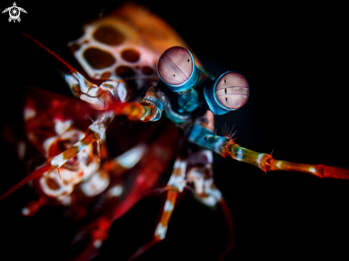 A Odontodactylus scyllarusi   | Peacock Mantis Shrimp