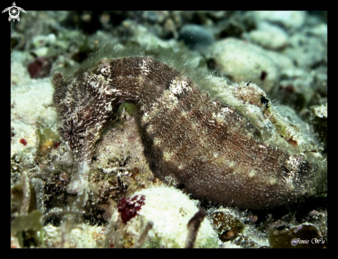 A Thorny Seahorse