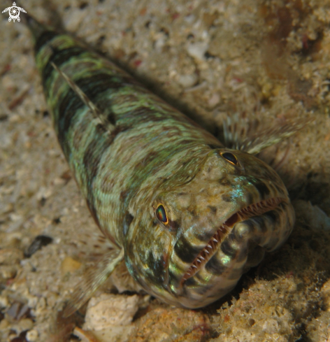 A Lizard fish