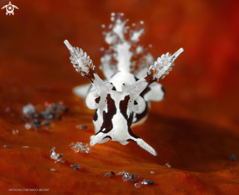 A Nudibranch