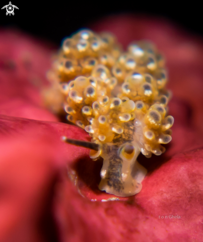 A Nudibranch