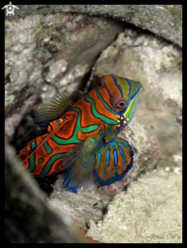 A Mandarin Fish