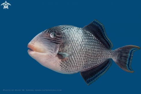 A Pseudobalistes flavimarginatus | Yellowmargin triggerfish