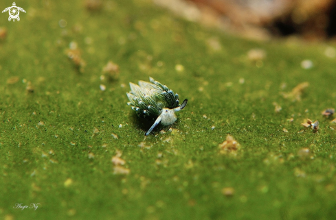 A Nudi