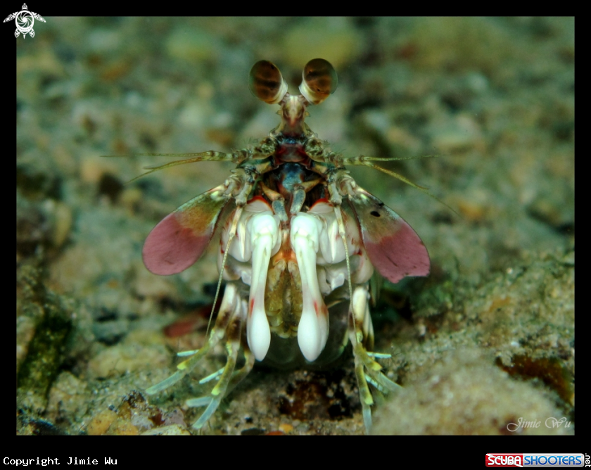 A Pink Tail Mantis Shrimp