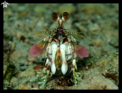 A Pink Tail Mantis Shrimp