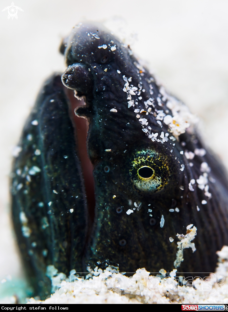 A  Longfin Snake Eel