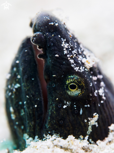 A Pisodonophis cancrivorus |  Longfin Snake Eel