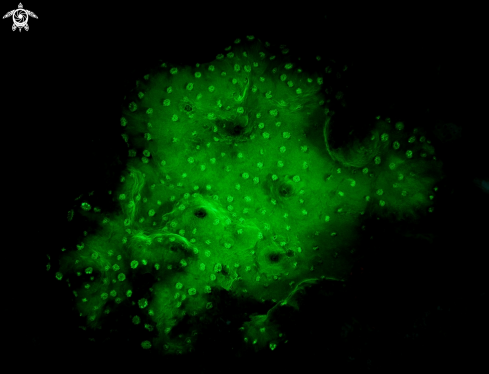 A Fluorescent Hard Coral