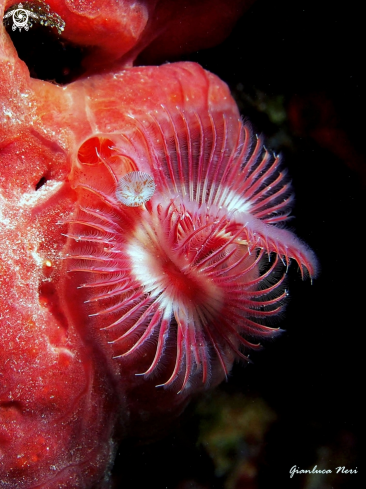 A Serpula vermicularis (on sponge) | Serpula and sponge