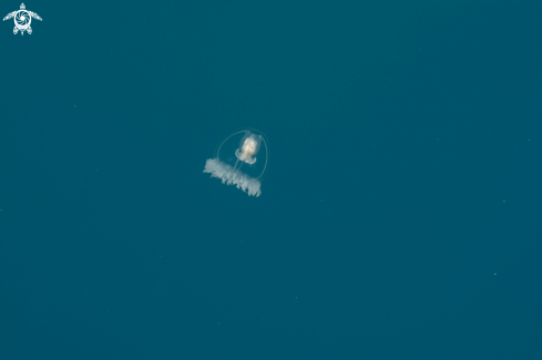 A jellyfish