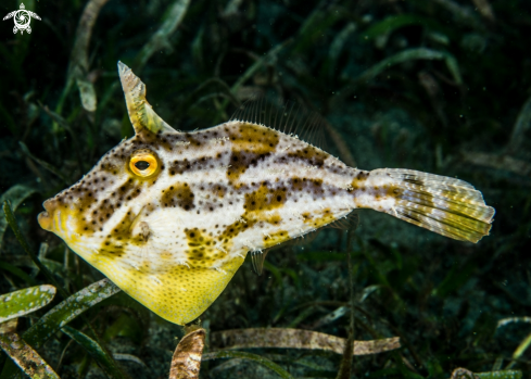 A Filefish