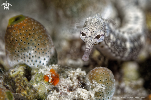 A corythoichthys waitei | pipehorse