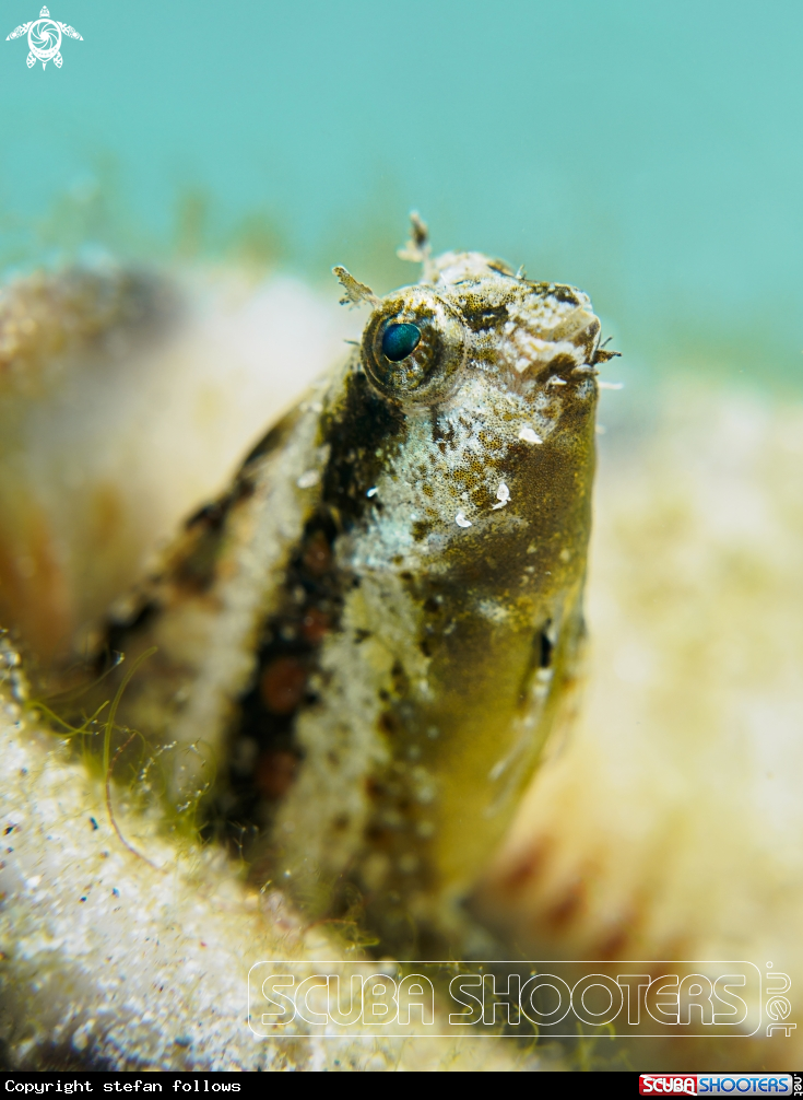 A Variable Fangblenny
