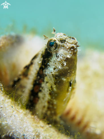 A Petroscirtes Variabilis | Variable Fangblenny