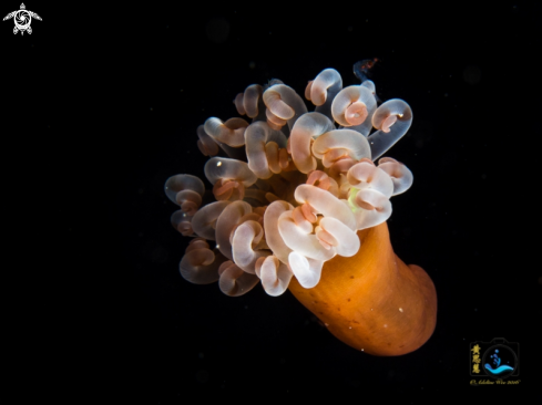 Young anemone on the move