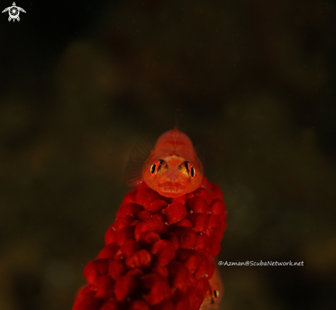 A Red Goby