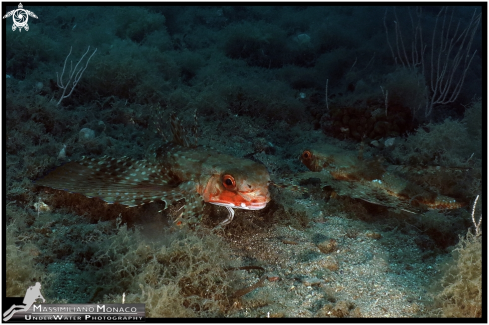 A Dactylopterus volitans | Pesce civetta