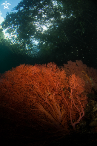 A Melithaea sp | Sea Fan