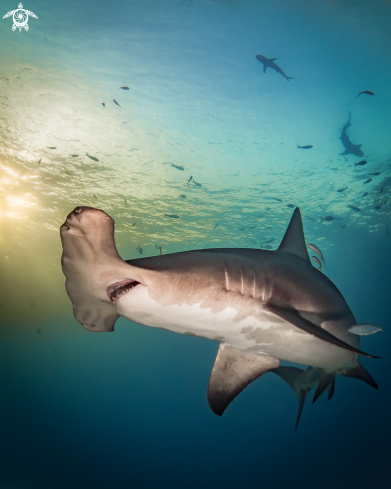 A Great Hammerhead