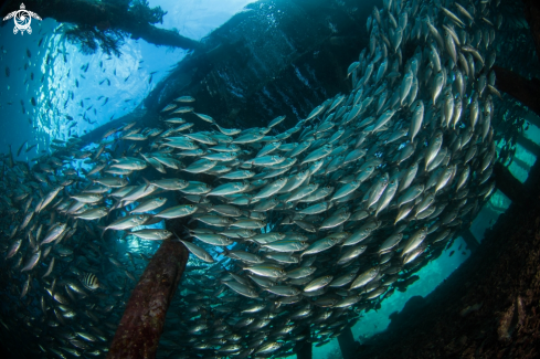 A Bigeye scad 