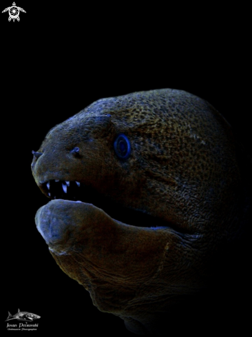 A Džinovska Murina /  Giant moray. 