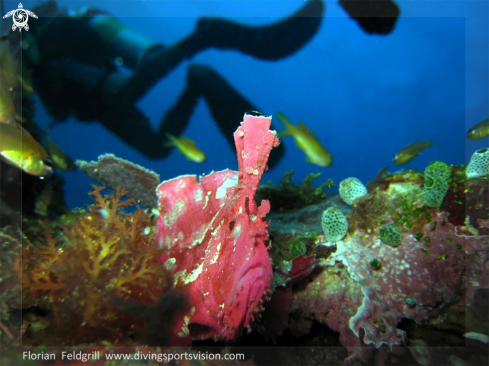 A Taenianotus triacanthus | Schaukelfisch