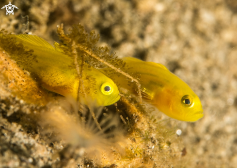 A Goby